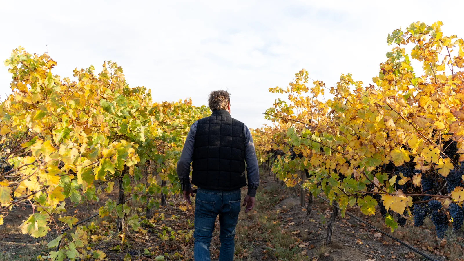 Viñedo en otoño con racimos de uva madura, Stonehaven Winery